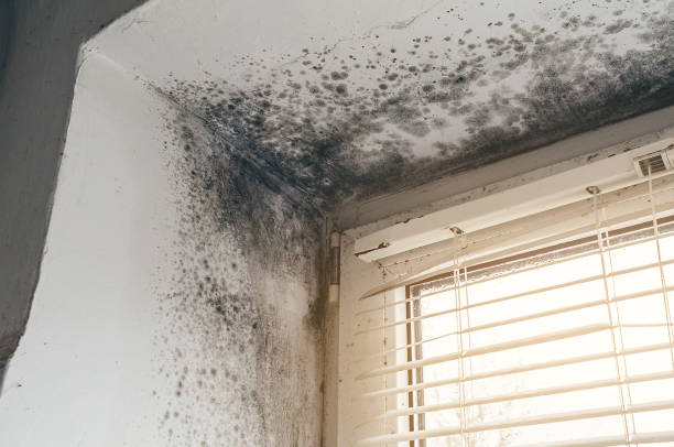 Affordable Mold Cleanup solutions in Libertyville, IL